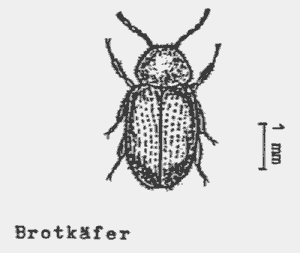 Bild Brotkäfer(Stegobium paniceum