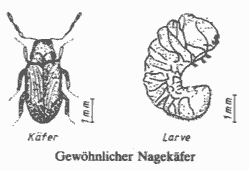 Bild Nagekäfer