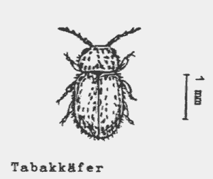 Bild Tabakkaefer